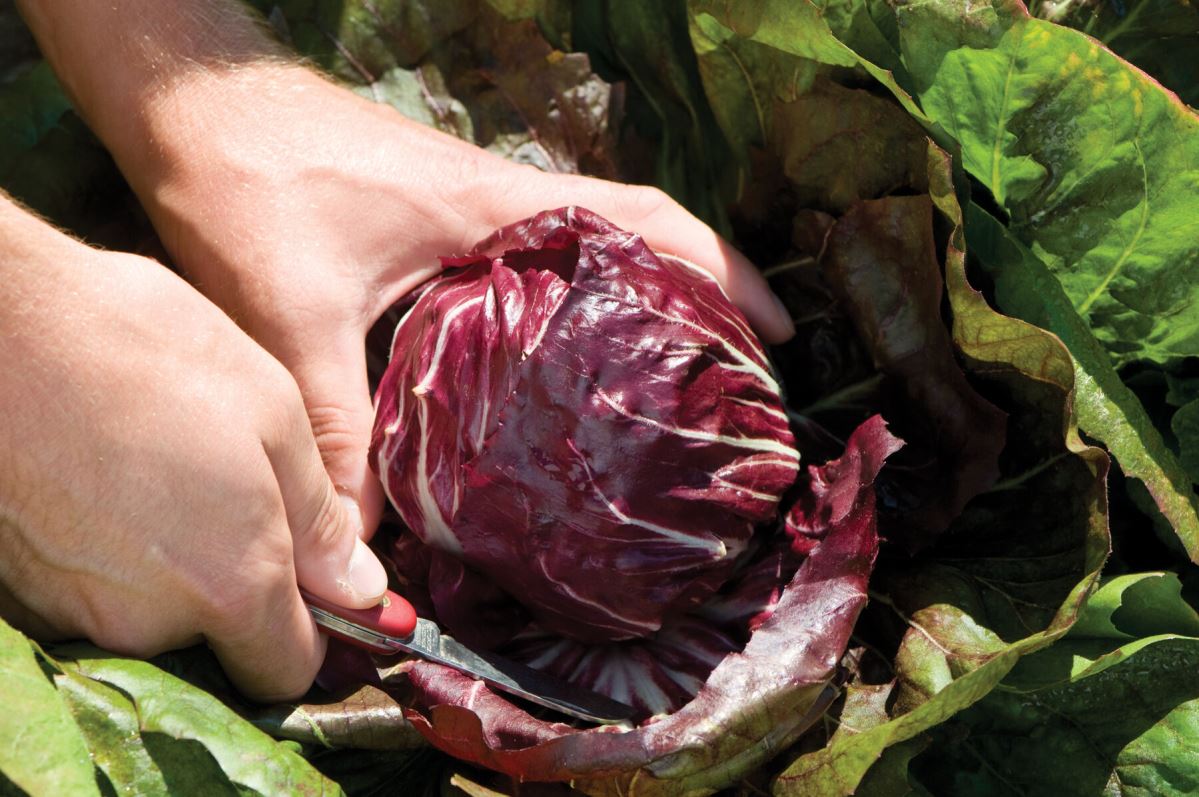 Perseo – Radicchio Seed